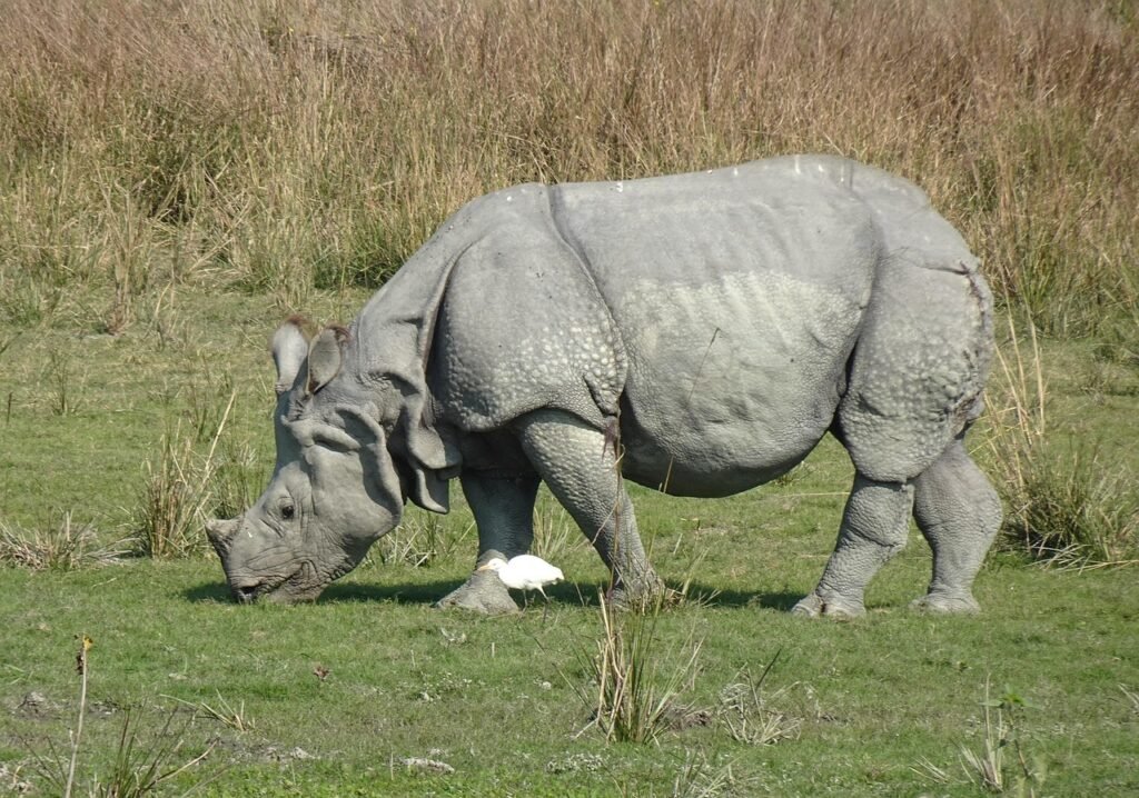 One-horned rhinoceros grazing peacefully in the grasslands of Chitwan National Park, Nepal.