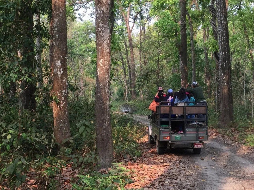 Wildlife safari in Chitwan National Park with lush greenery, tall elephant grass, and a jeep trail through the jungle.